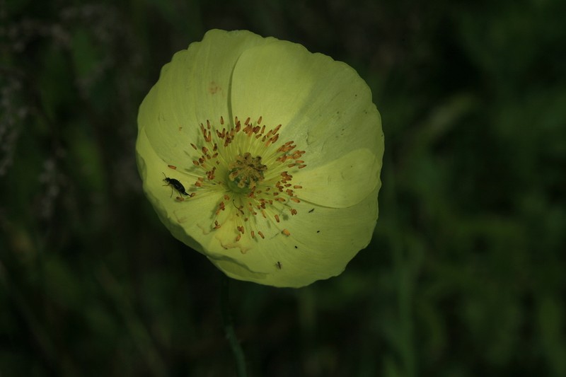 Oreomecon amurensis