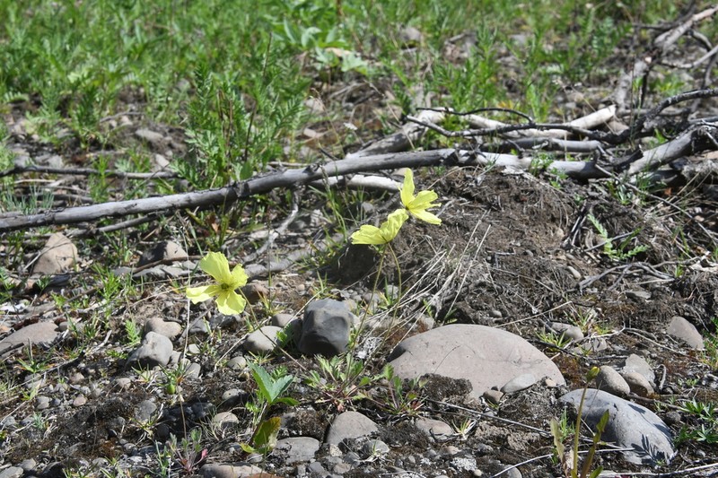 Oreomecon angustifolia
