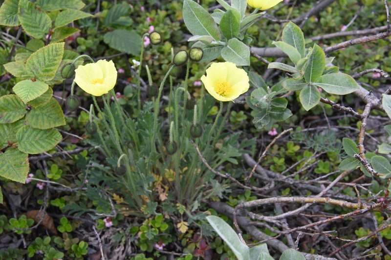 Oreomecon angustifolia photo 2