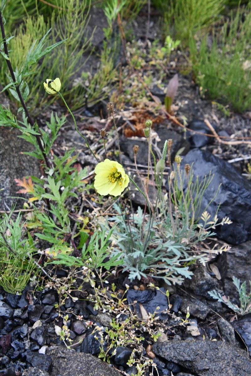 Oreomecon angustifolia photo 3