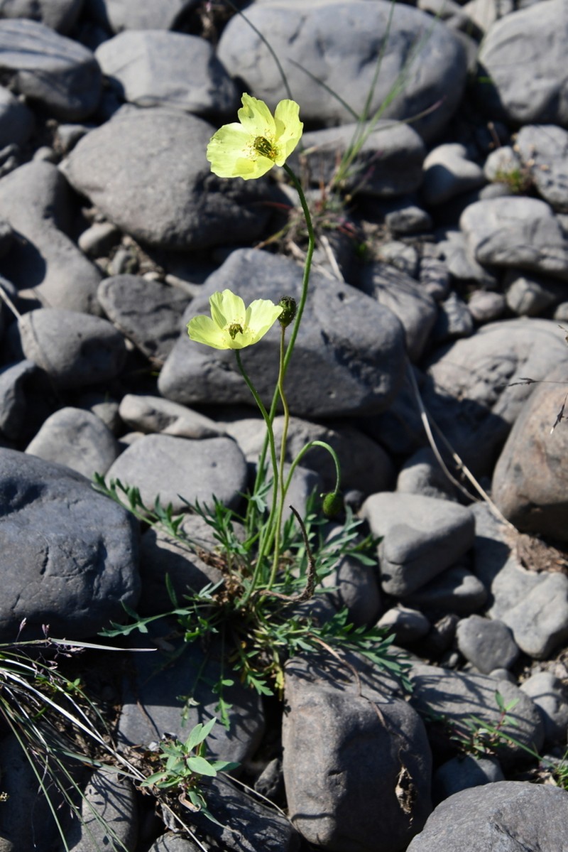 Oreomecon angustifolia photo 4