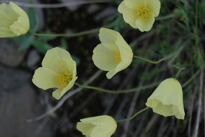 Oreomecon angustifolia photo 5