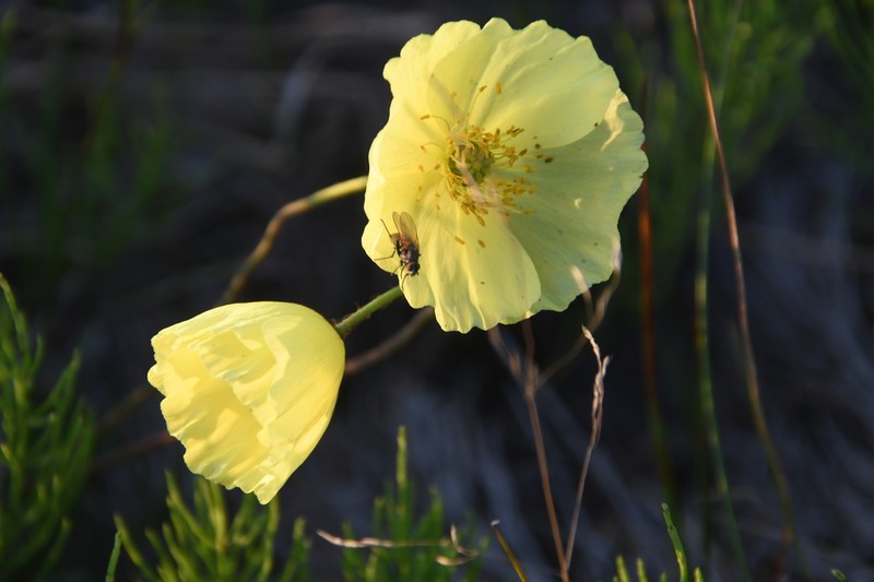 Oreomecon angustifolia photo 6