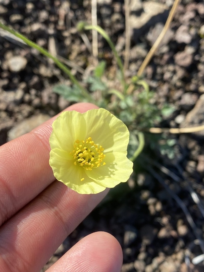Oreomecon angustifolia photo 7