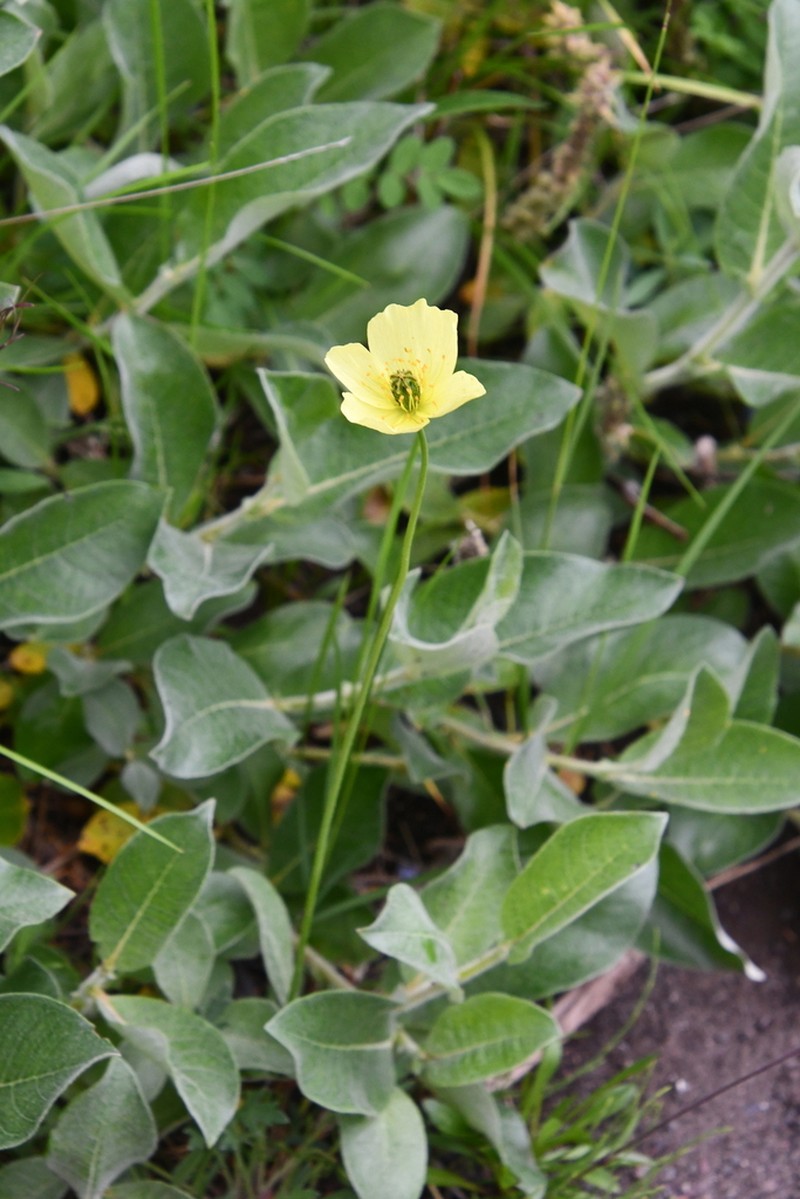 Oreomecon angustifolia photo 8