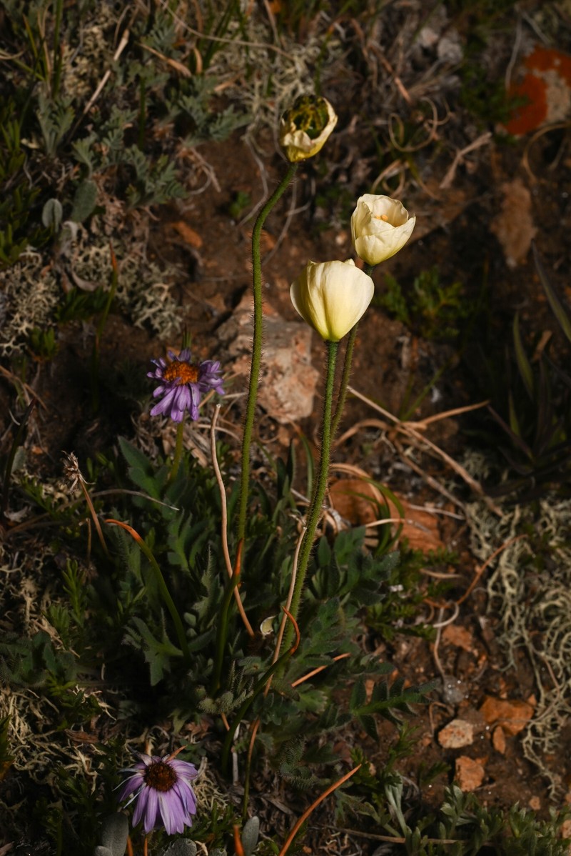 Oreomecon coloradensis