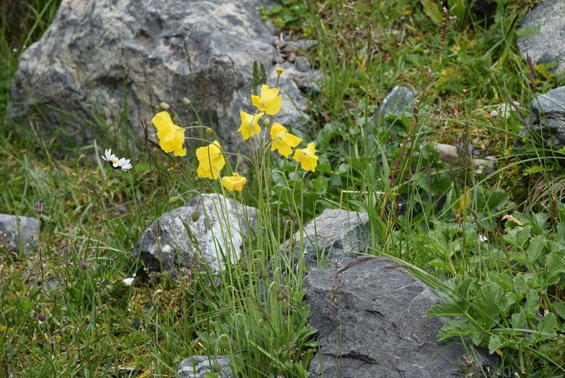 Oreomecon crocea