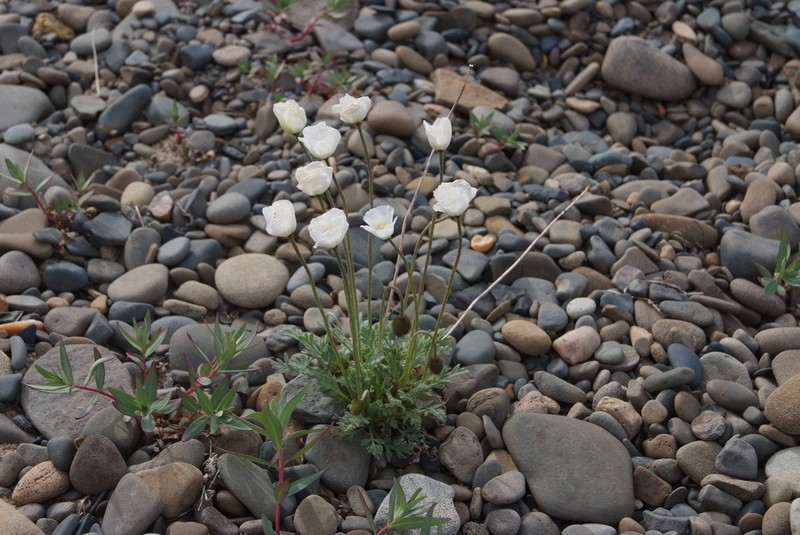 Arctic Poppy