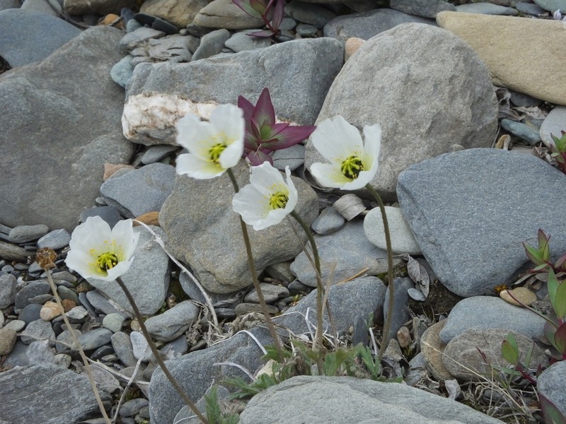 Arctic Poppy photo 2