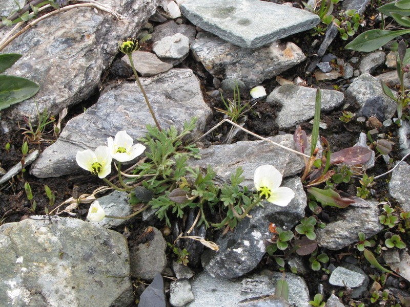 Arctic Poppy photo 3
