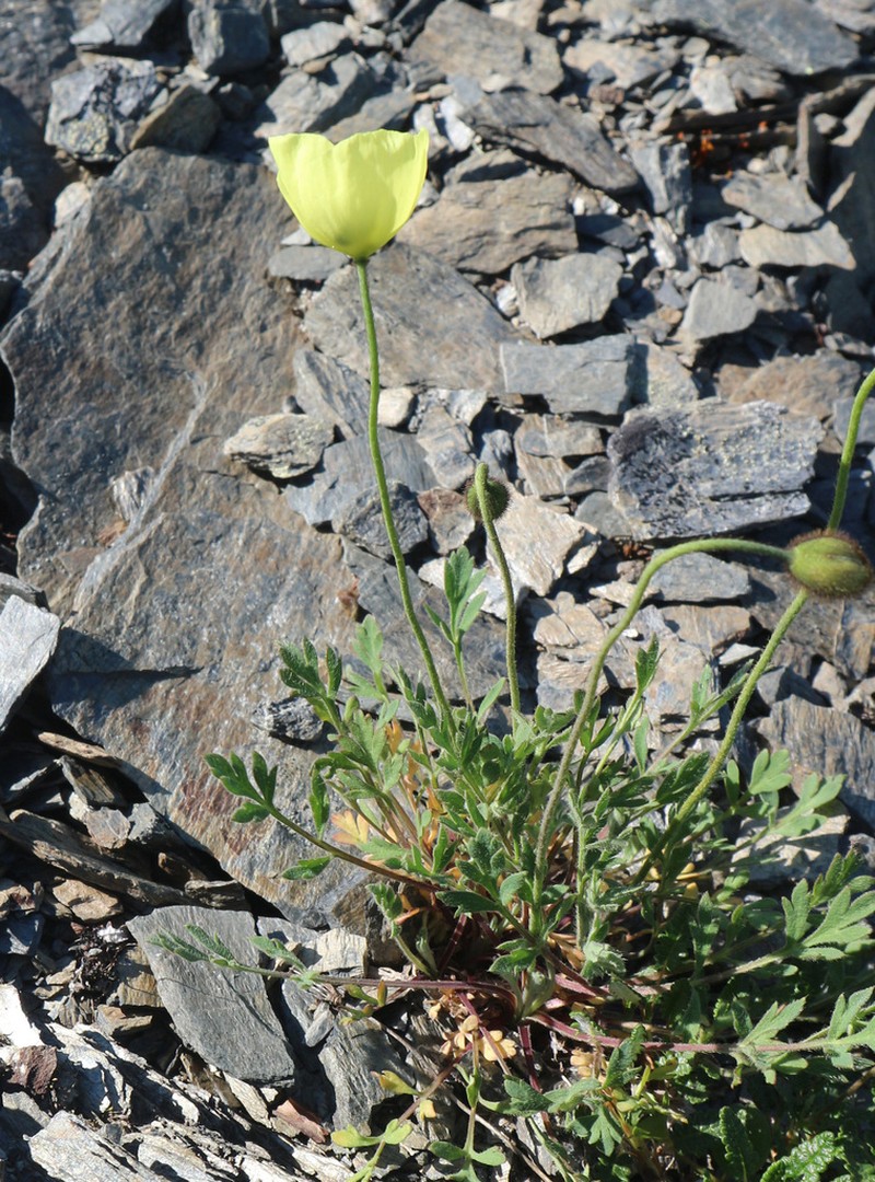 Oreomecon jugorica photo 3