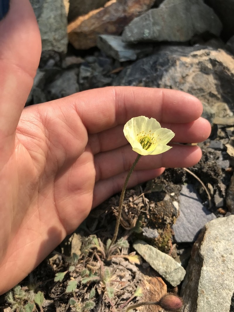 Oreomecon kluanensis