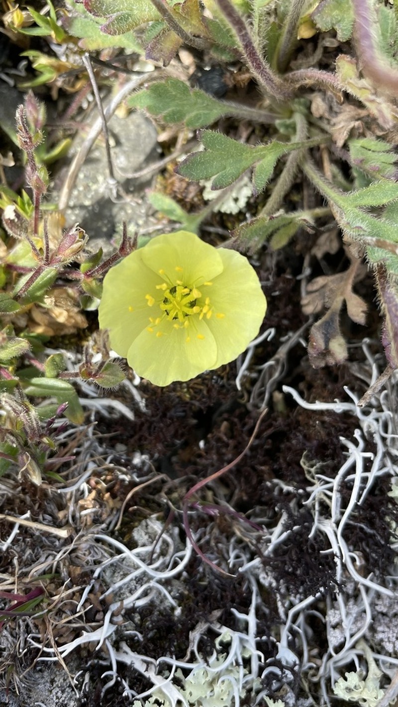 Oreomecon kluanensis photo 5