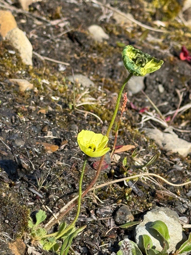 Lapland Poppy photo 2