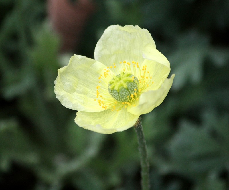 Lapland Poppy photo 4