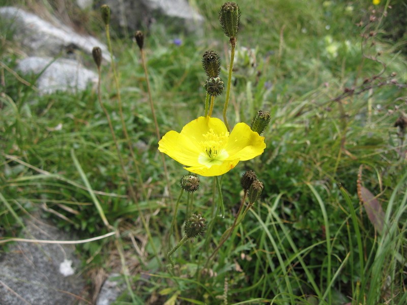 Oreomecon leiocarpa