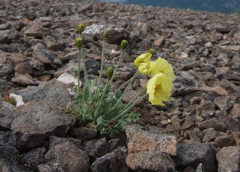 Oreomecon leucotricha