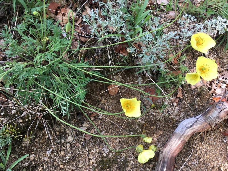 Macoun's Poppy photo 2