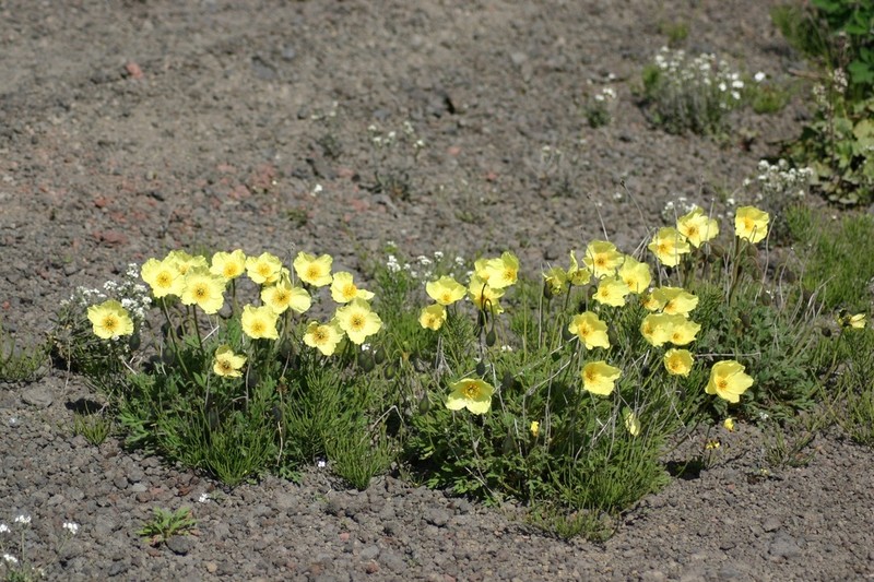 Macoun's Poppy photo 3