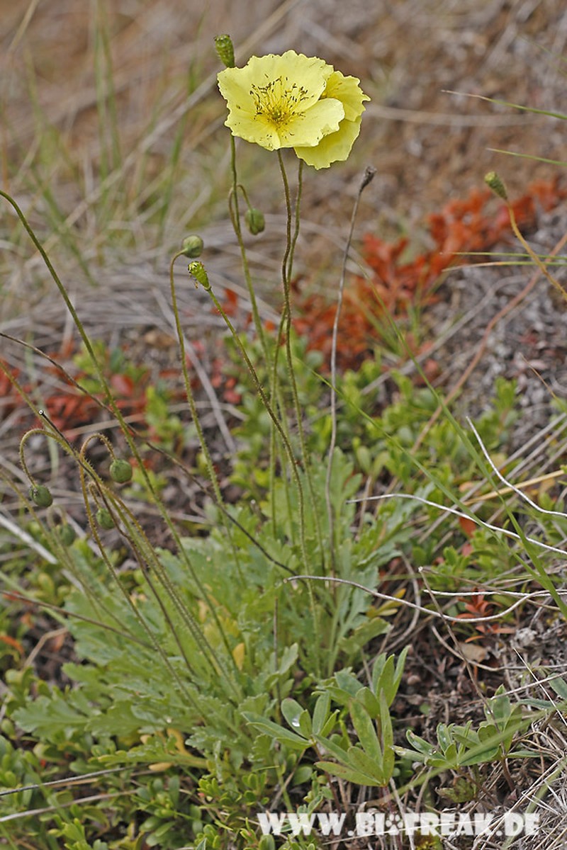 Macoun's Poppy photo 4