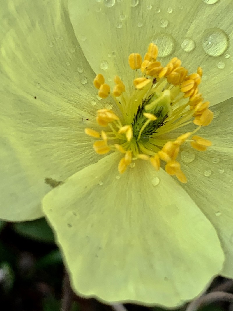 Macoun's Poppy photo 5