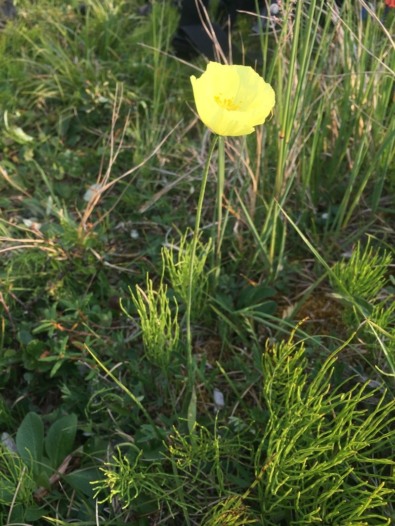 Macoun's Poppy photo 6