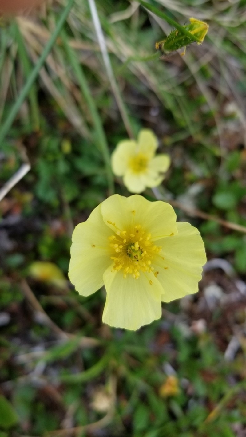 Macoun's Poppy photo 7