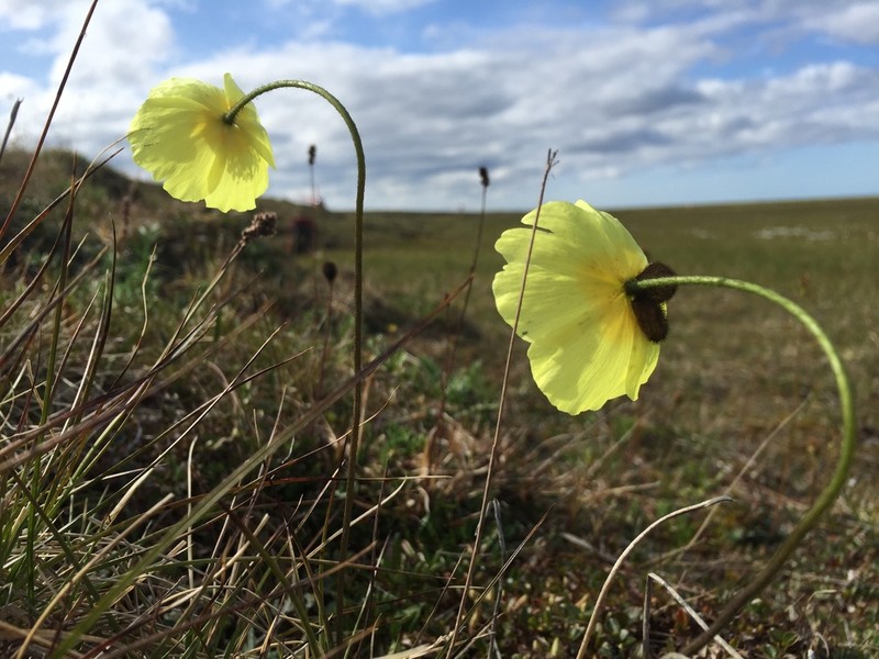 Macoun's Poppy photo 8