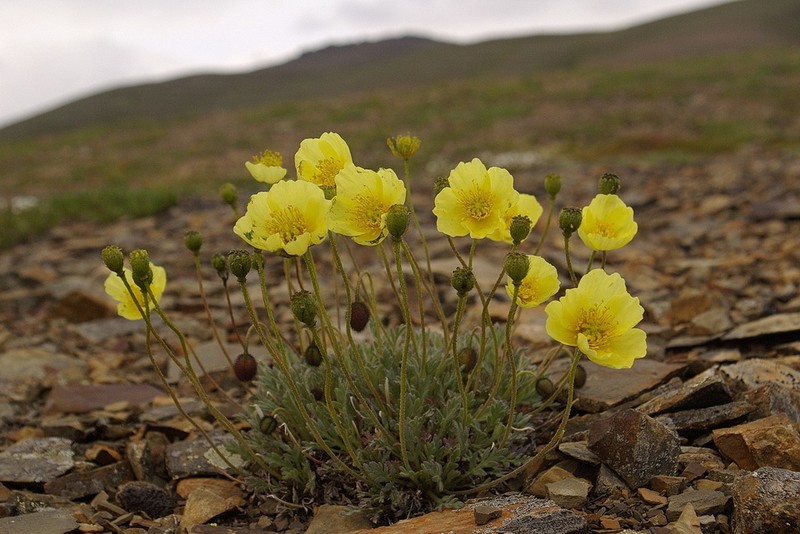 Mcconnell's Poppy photo 2