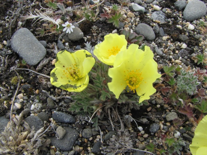 Mcconnell's Poppy photo 3