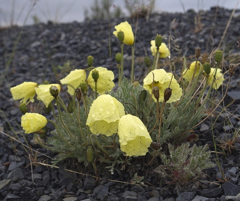 Mcconnell's Poppy photo 4