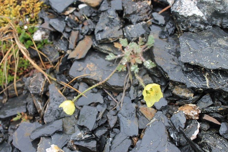 Mcconnell's Poppy photo 6