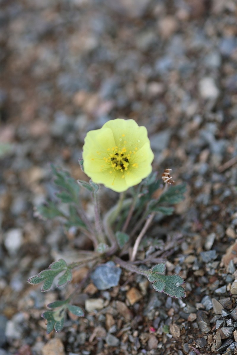 Mcconnell's Poppy photo 7