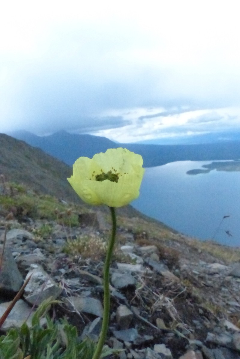 Mcconnell's Poppy photo 8
