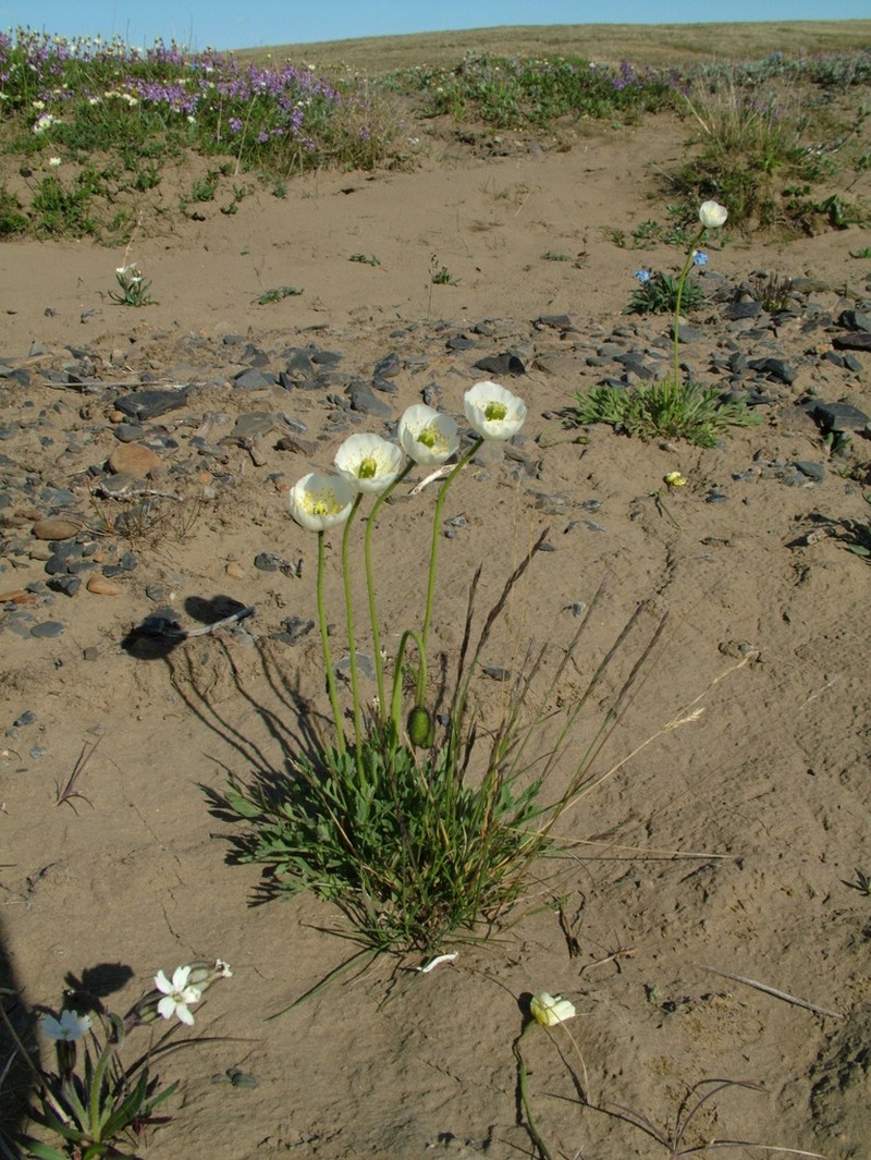 Oreomecon minutiflora