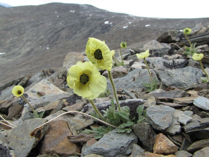 Oreomecon multiradiata