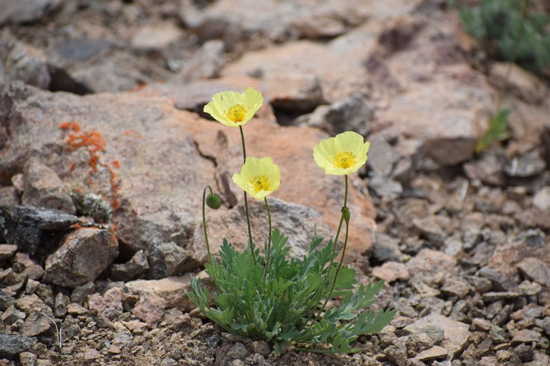 Icelandic Poppy