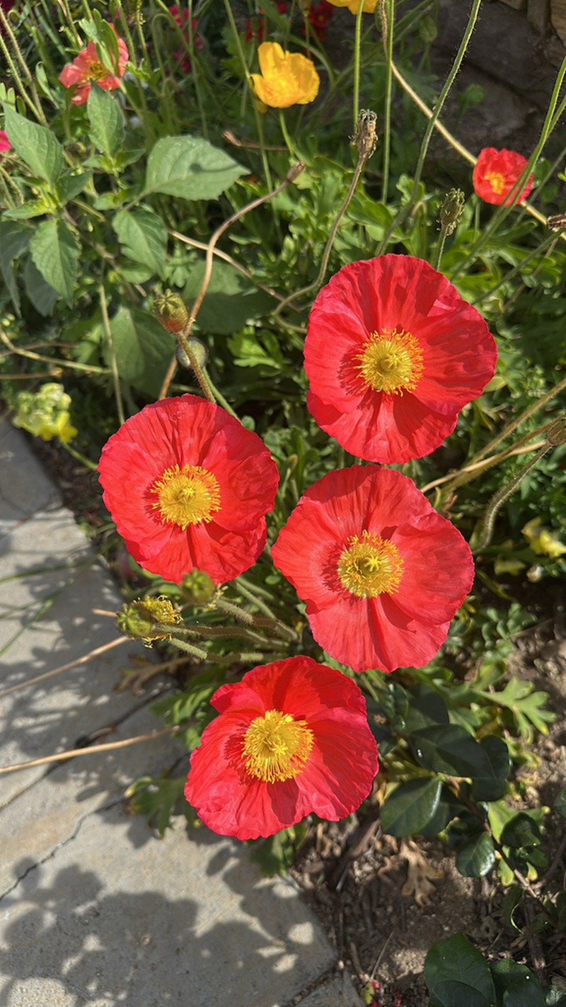 Icelandic Poppy photo 2