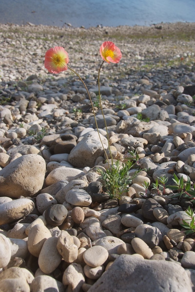 Icelandic Poppy photo 3