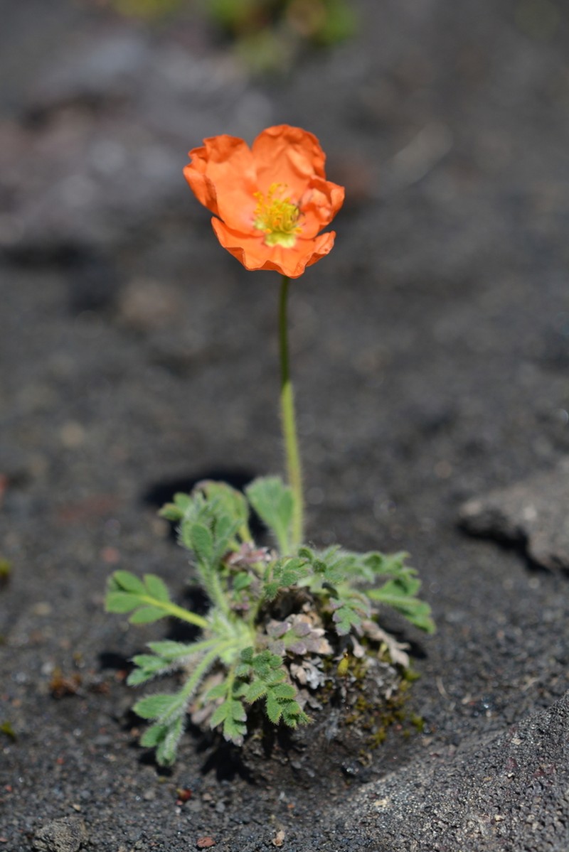 Icelandic Poppy photo 4