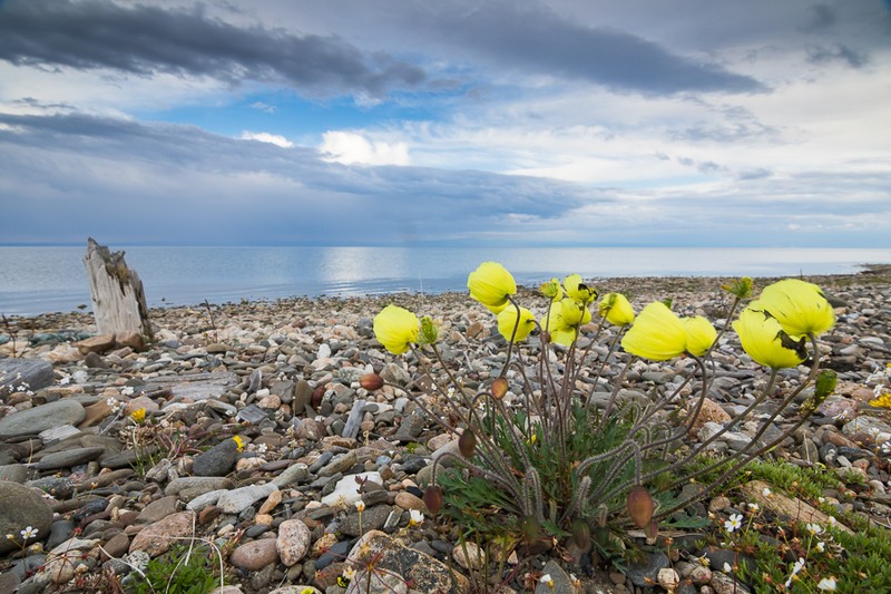 Icelandic Poppy photo 5