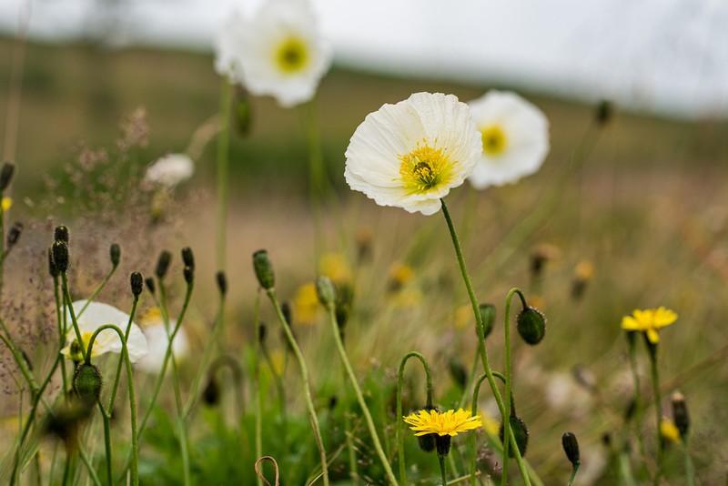 Icelandic Poppy photo 6