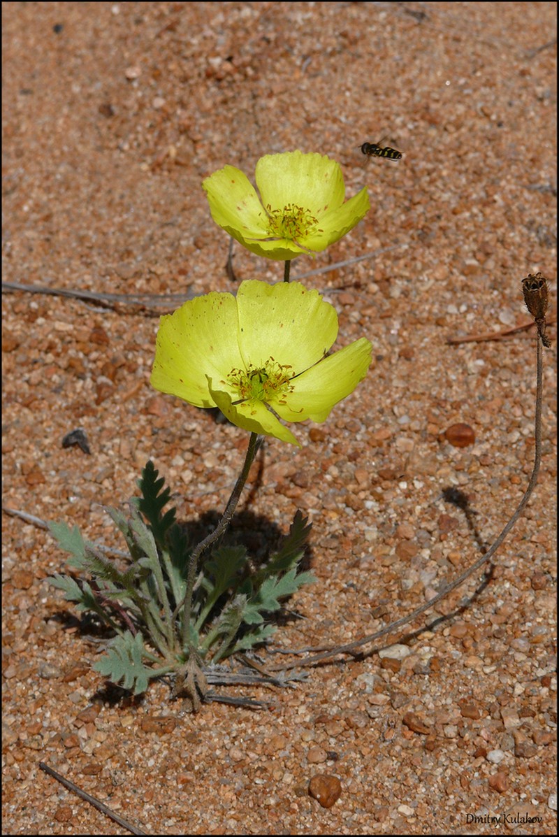 Icelandic Poppy photo 7