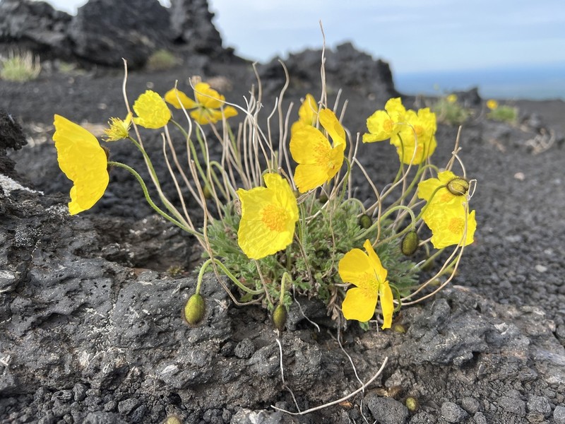 Icelandic Poppy photo 8