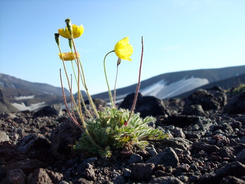 Oreomecon nudicaulis subsp. microcarpa photo 2
