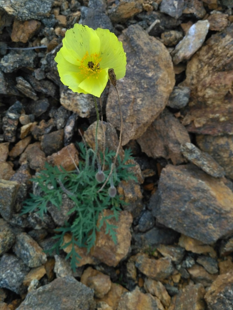 Oreomecon olchonensis