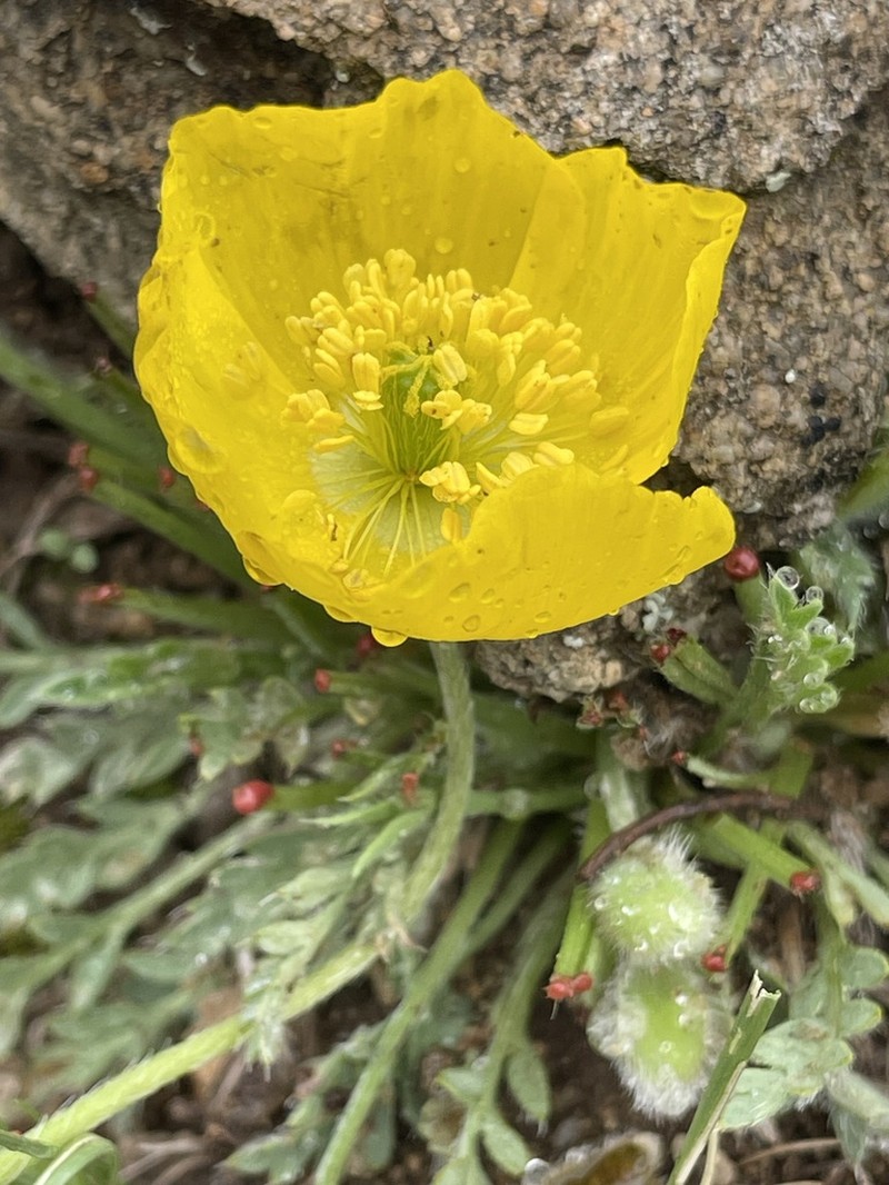 Oreomecon pseudocanescens