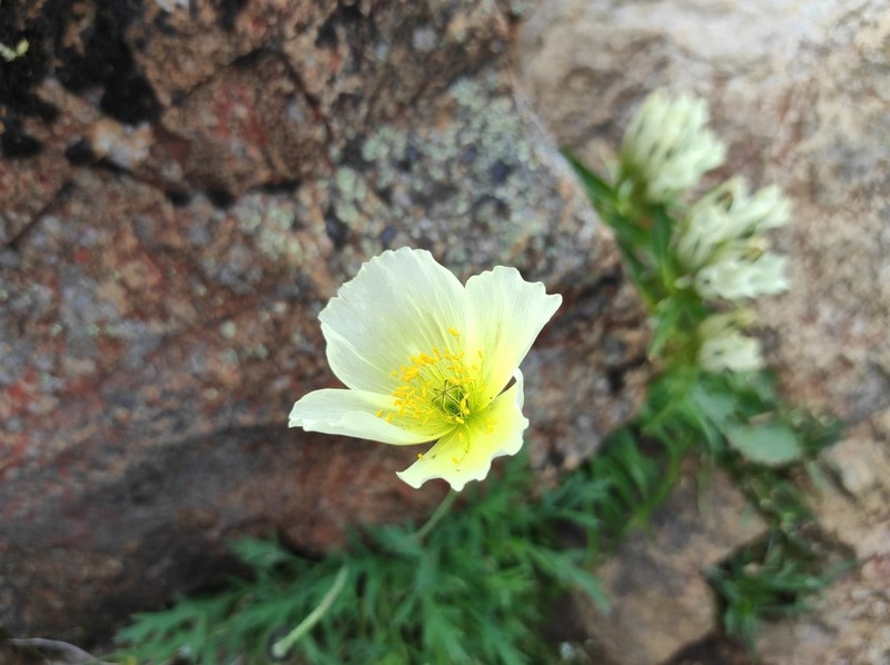 Oreomecon pseudocanescens photo 6