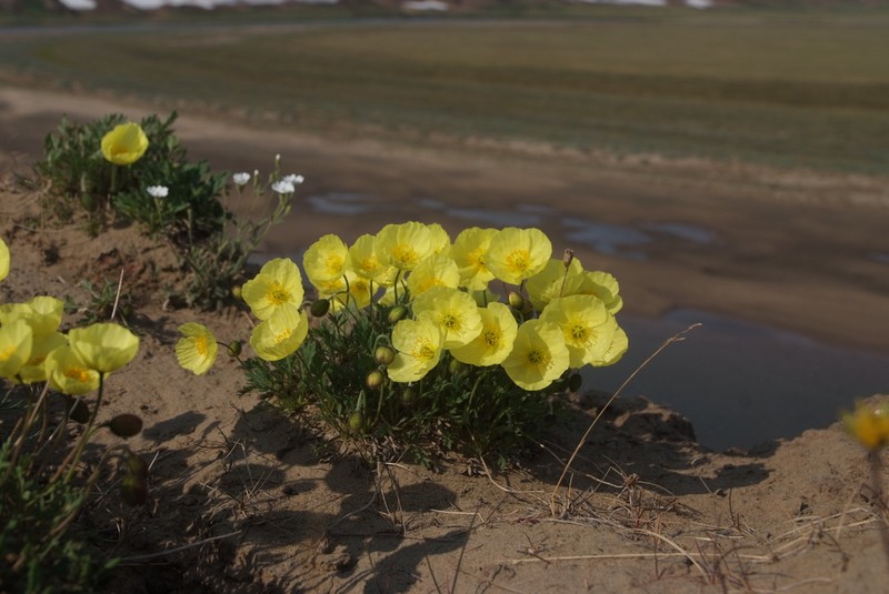 Oreomecon pulvinata