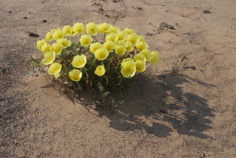 Oreomecon pulvinata photo 2